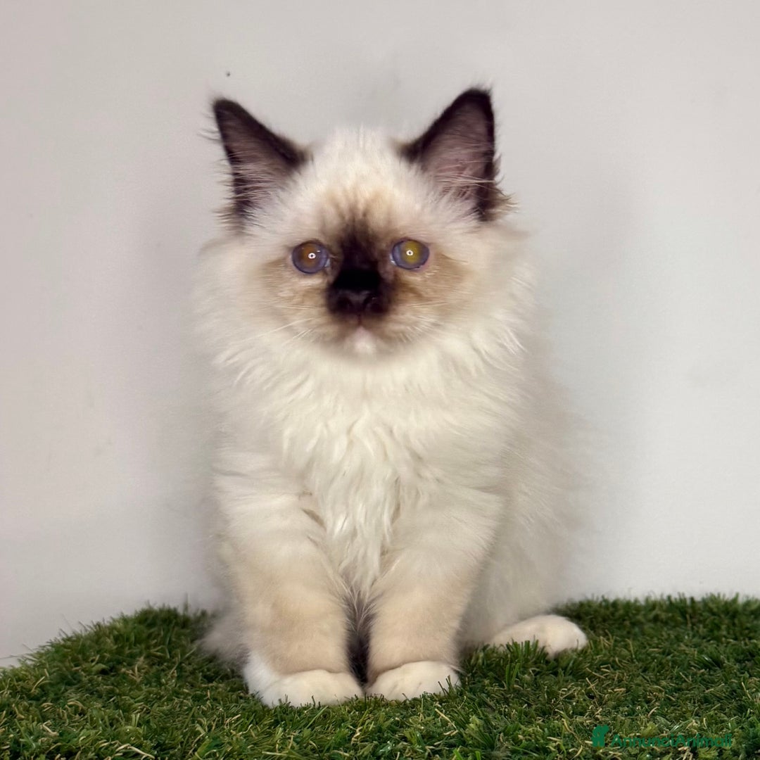 Sacro di Birmania gatti in vendita: Sacro di Birmania - Annuncio 2