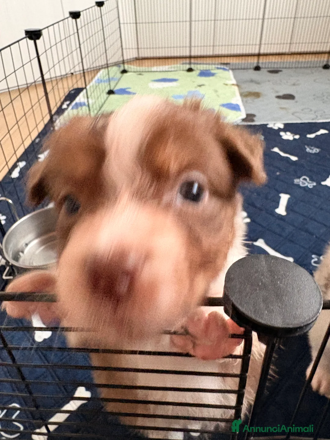 Australian Shepherd cani in vendita: Ultimo cucciolo - Annuncio 4