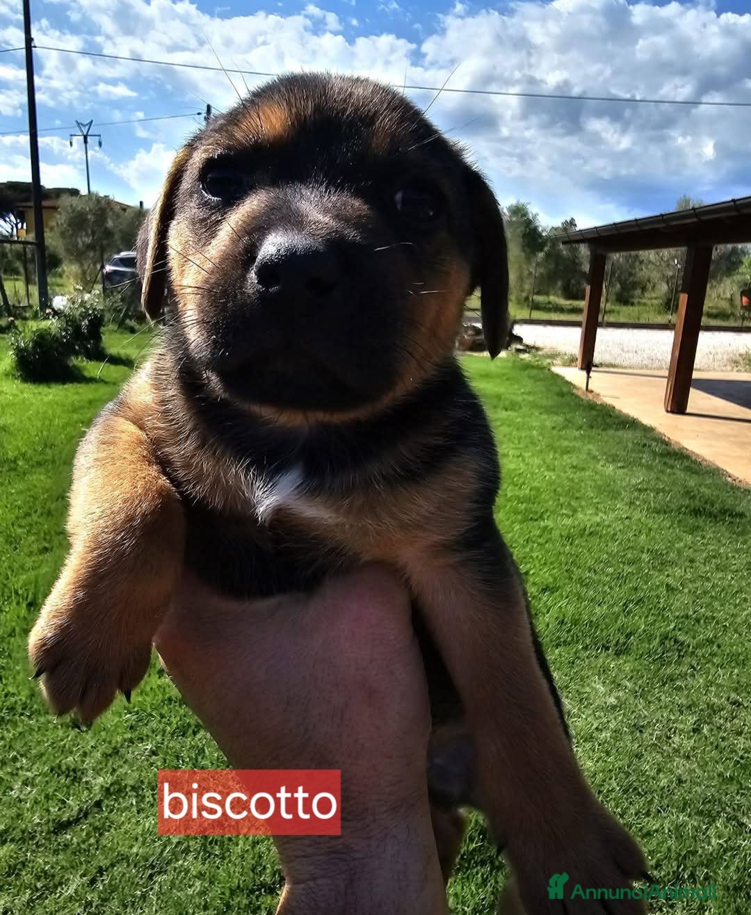 Meticcio cani in regalo: Cuccioli di taglia media piccola  - Annuncio 1