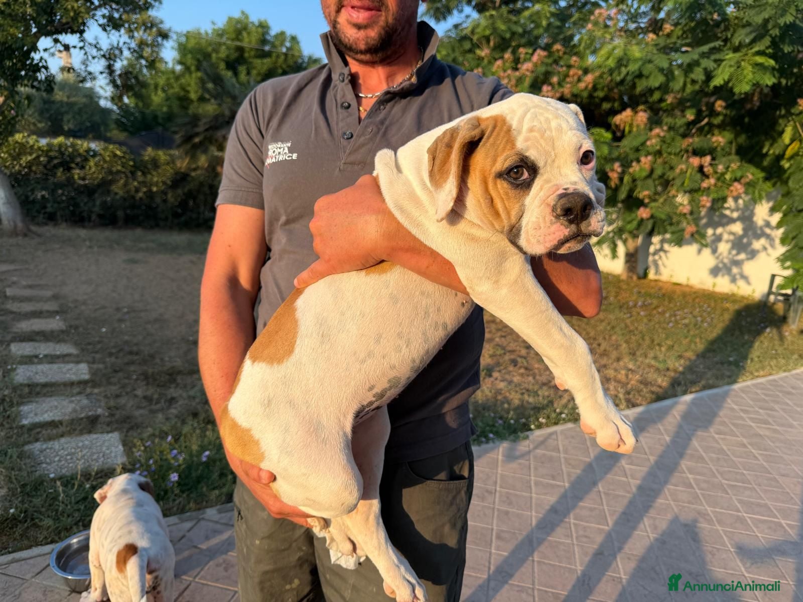 Bulldog cani Cucciolo American bulldog  - Annuncio 2
