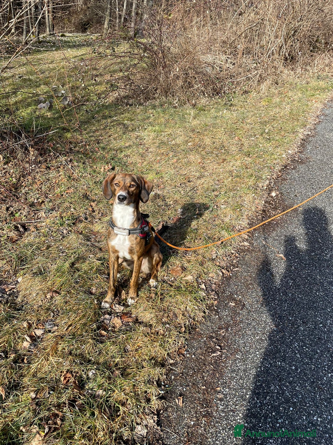 Segugio Maremmano cani per accoppiamento: Vega cerca un compagno per accoppiamento a Città Metropolitana di Torino - Immagine 2