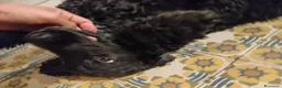 Cocker cani per accoppiamento: Cocker per accoppiamento  a Provincia di Gorizia - Annuncio 9