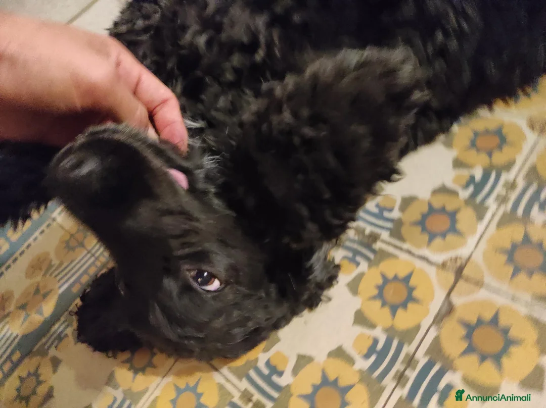 Cocker cani per accoppiamento: Cocker per accoppiamento  a Provincia di Gorizia - Annuncio 9