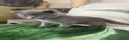 Scottish gatti in vendita: Cucciola Scottish Straight  - Annuncio 2