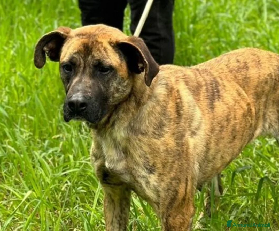 Boxer cani in regalo: RUNA meravigliosa mix boxer  - Annuncio 7