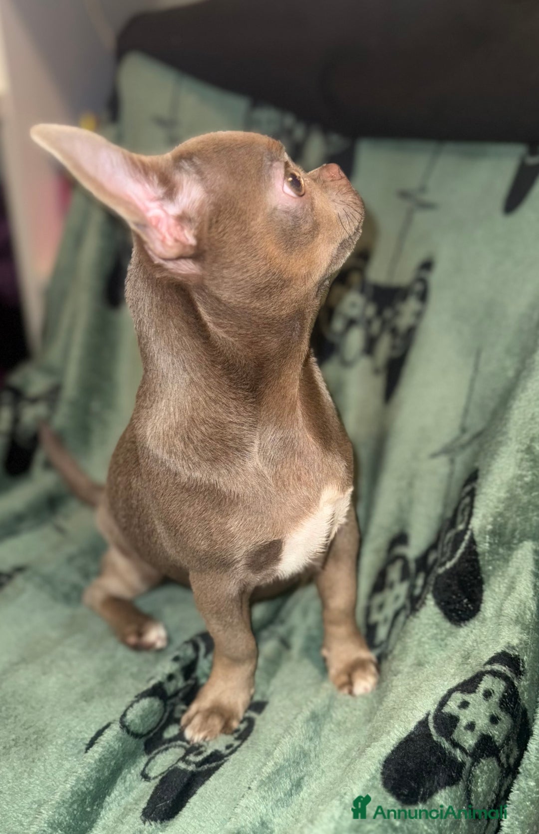 Chihuahua cani in vendita: Chihuahua lilac  - Annuncio 3