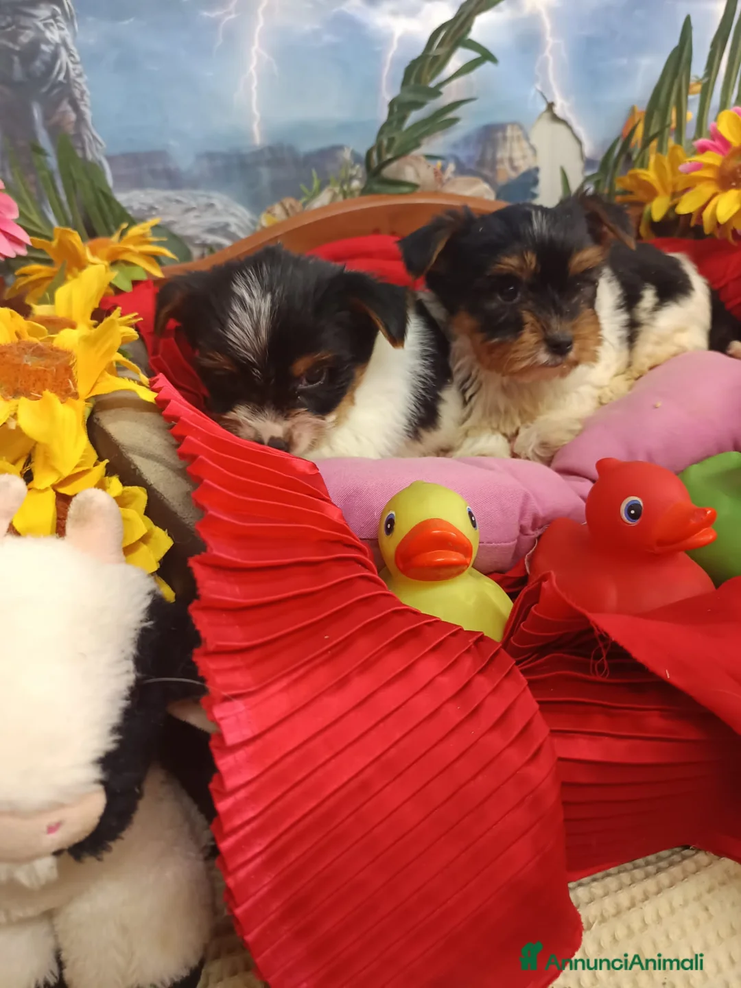 Biewer Terrier cani in vendita: BIEWER   YORKSHIRE TERRIER  - Annuncio 5