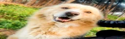 Golden Retriever cani in regalo: Birillo cagnone straordinario - Annuncio 7