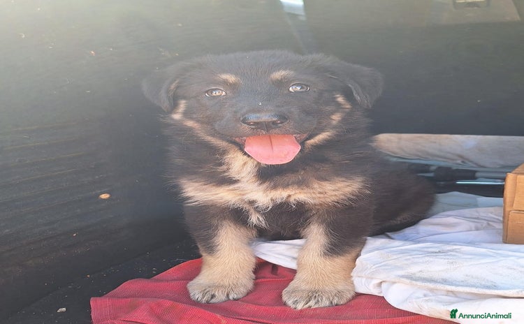 Meticcio cani a Provincia di Ferrara - Annuncio 8