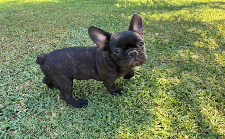 Bulldog Francese cani a Città metropolitana di Milano - Annuncio 11
