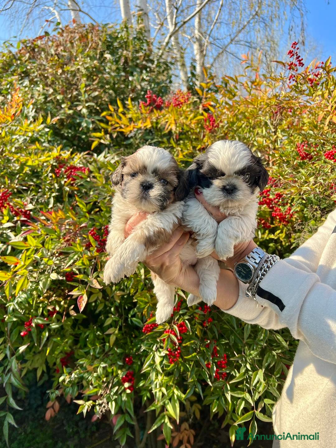 Shih Tzu cani BELLISSIMI CUCCIOLI SHIHTZU a Provincia di Arezzo - Annuncio 2