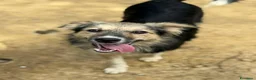 Meticcio cani in regalo: KITKAT, cucciola dolce come il miele! TG PICCOLA - Annuncio 4