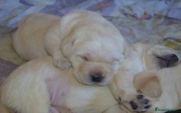 Labrador cani in vendita: Cuccioli Labrador disponibili a Modena | Cucciolo - Immagine 6