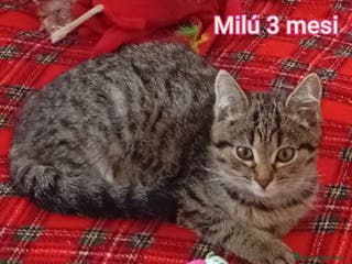 Altre razze gatti STUPENDI MICINI: TEMPO SCADUTO - Annuncio 4