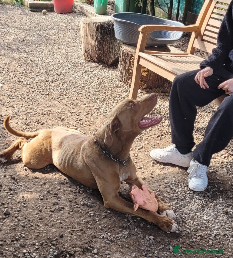 Pitbull cani in regalo: Zoro, splendido Pitbull Red Nose - Annuncio 3