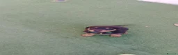Rottweiler cani in vendita: Cuccioli di rottweiler  a Provincia del Sulcis Iglesiente - Annuncio 5