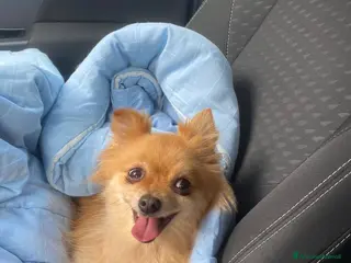 Meticcio cani Titti piccola taglia dolcissima - Annuncio 1