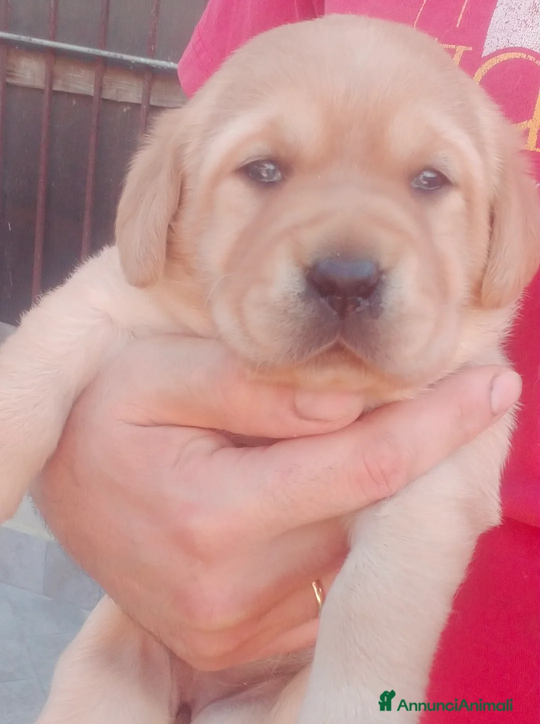 Labrador cani in vendita: Bellissimi cuccioli di labrador  - Annuncio 1