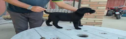 Cane Corso cani in vendita: Splendidi cuccioli di Cane Corso  a Provincia di Padova - Annuncio 9