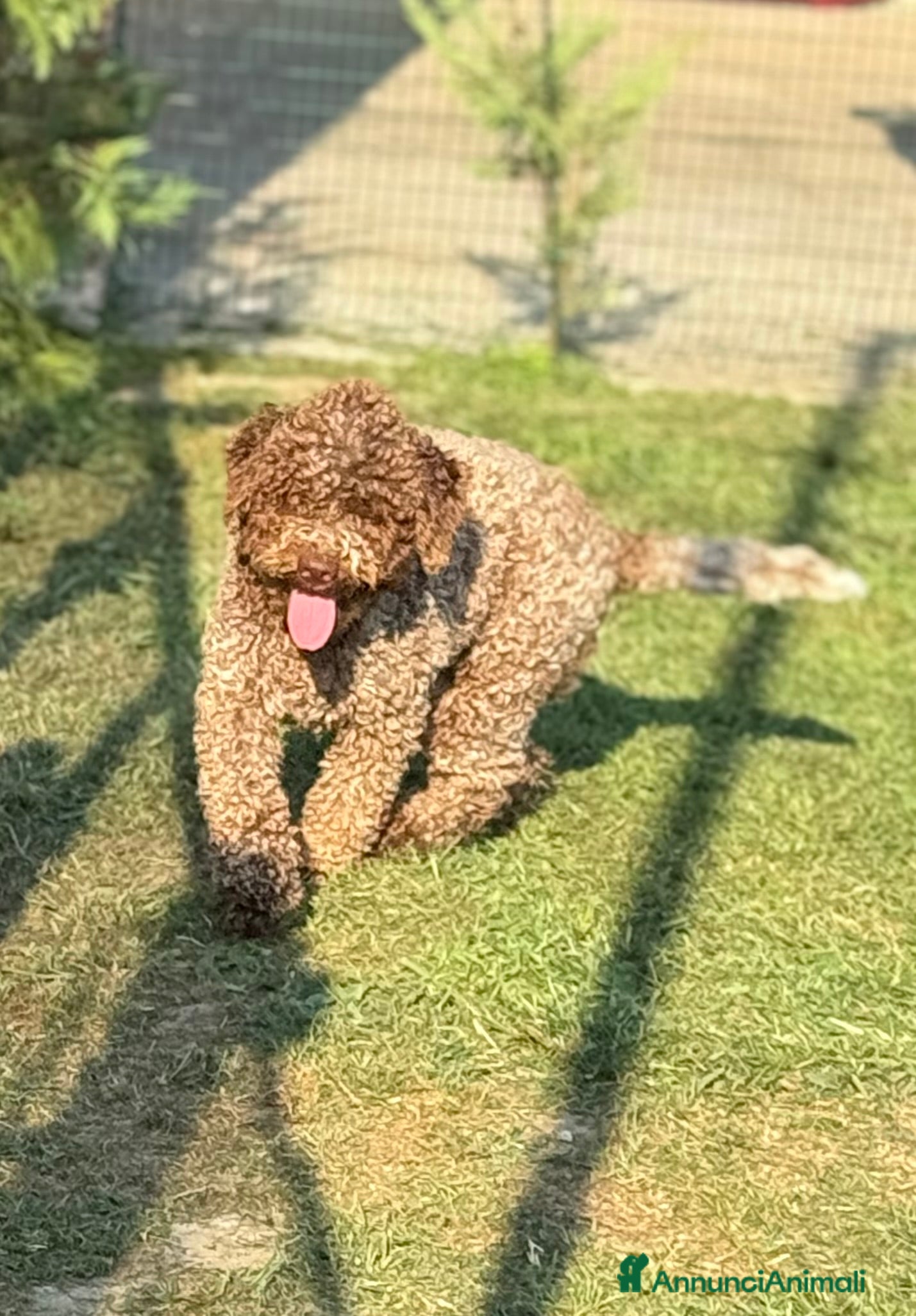 Maya