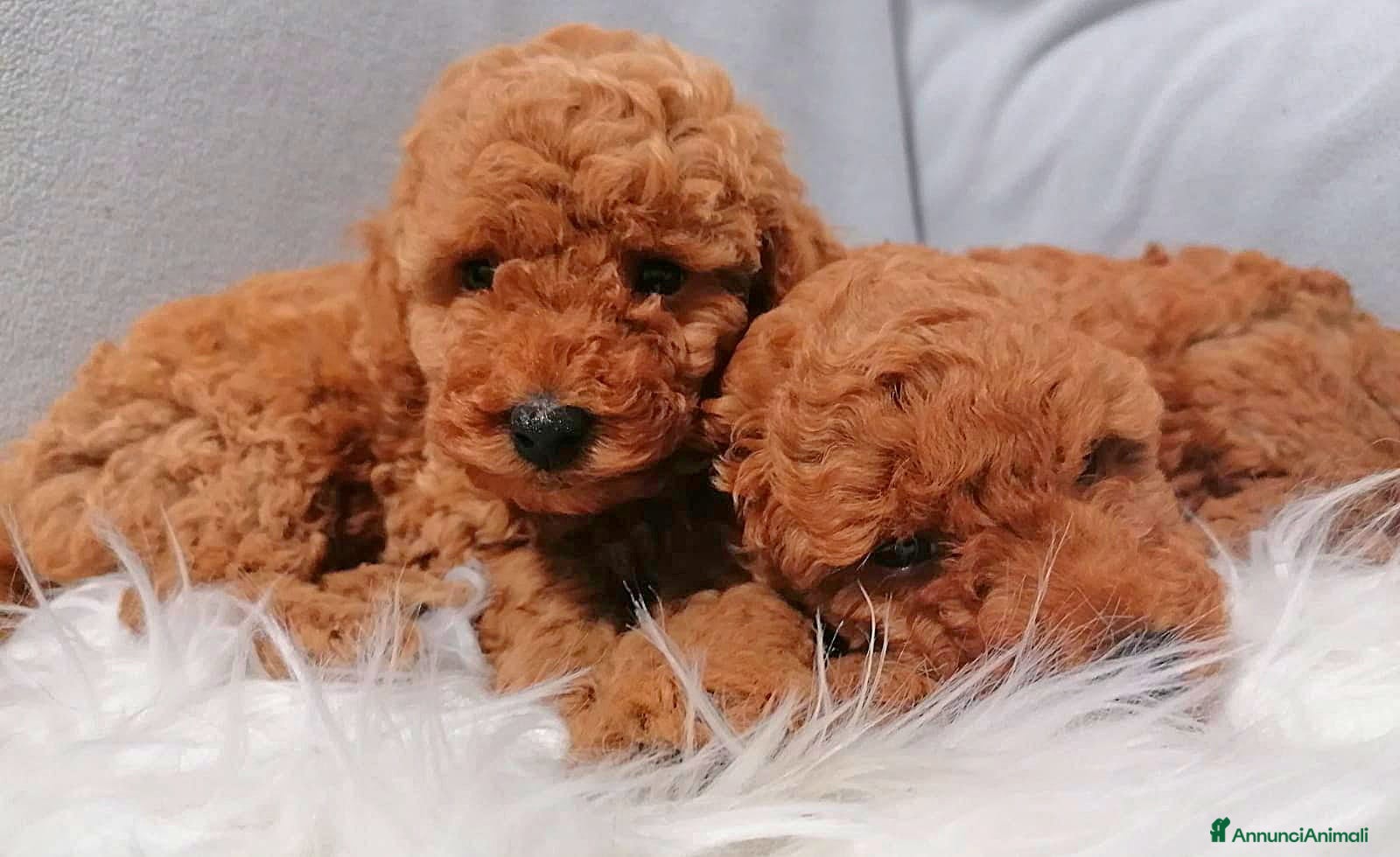 Barboncino cani Disponibili cuccioli barboncino nano fulvo - Annuncio 2