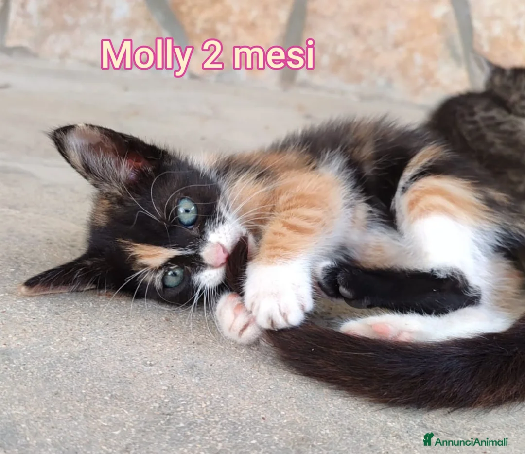 Altre razze gatti in regalo: ADOTTA UN GATTINO! a Provincia di Reggio Emilia - Annuncio 1