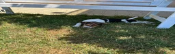 Jack Russell cani in vendita: Cucciolo jack Russell (recupero spese) a Provincia di Forlì-Cesena - Annuncio 6