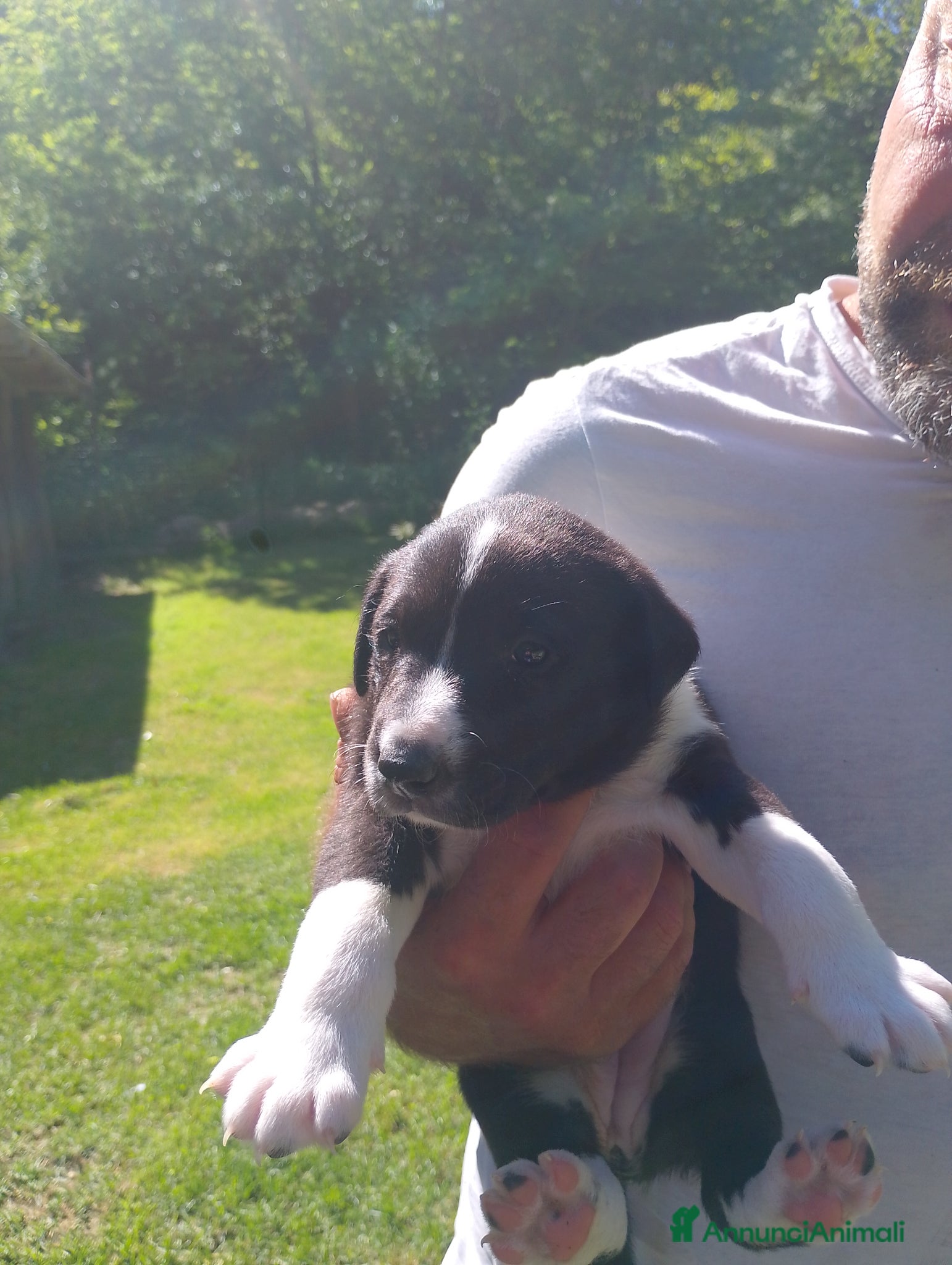 Meticcio cani in regalo: Regalo cuccioli  a Provincia di Alessandria - Annuncio 5