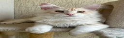 Maine Coon gatti in vendita: Maschio Maine Coon  - Annuncio 2