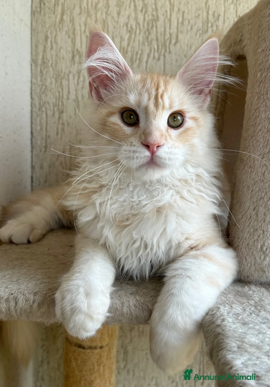 Maine Coon gatti in vendita: Maschio Maine Coon  - Annuncio 2
