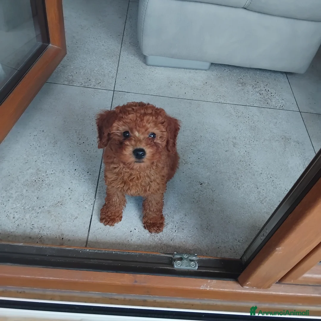 Barboncino Toy cani in vendita: BARBONCINO TOY a Provincia di Cosenza - Annuncio 3