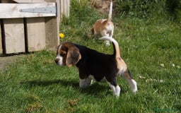 Beagle cani in vendita: Cuccioli di Beagle robusti e magnifici, KC Reg a Città metropolitana di Milano - Immagine 10