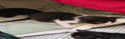 Europeo gatti in regalo: Micetti  a Provincia di Viterbo - Annuncio 3