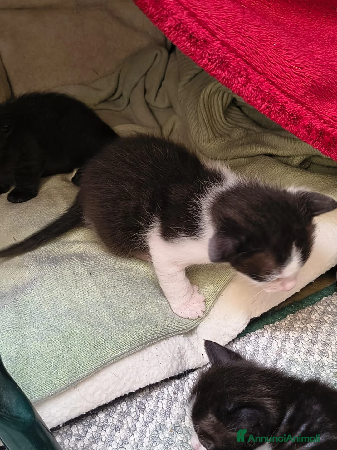 Europeo gatti in regalo: Micetti  a Provincia di Viterbo - Annuncio 3