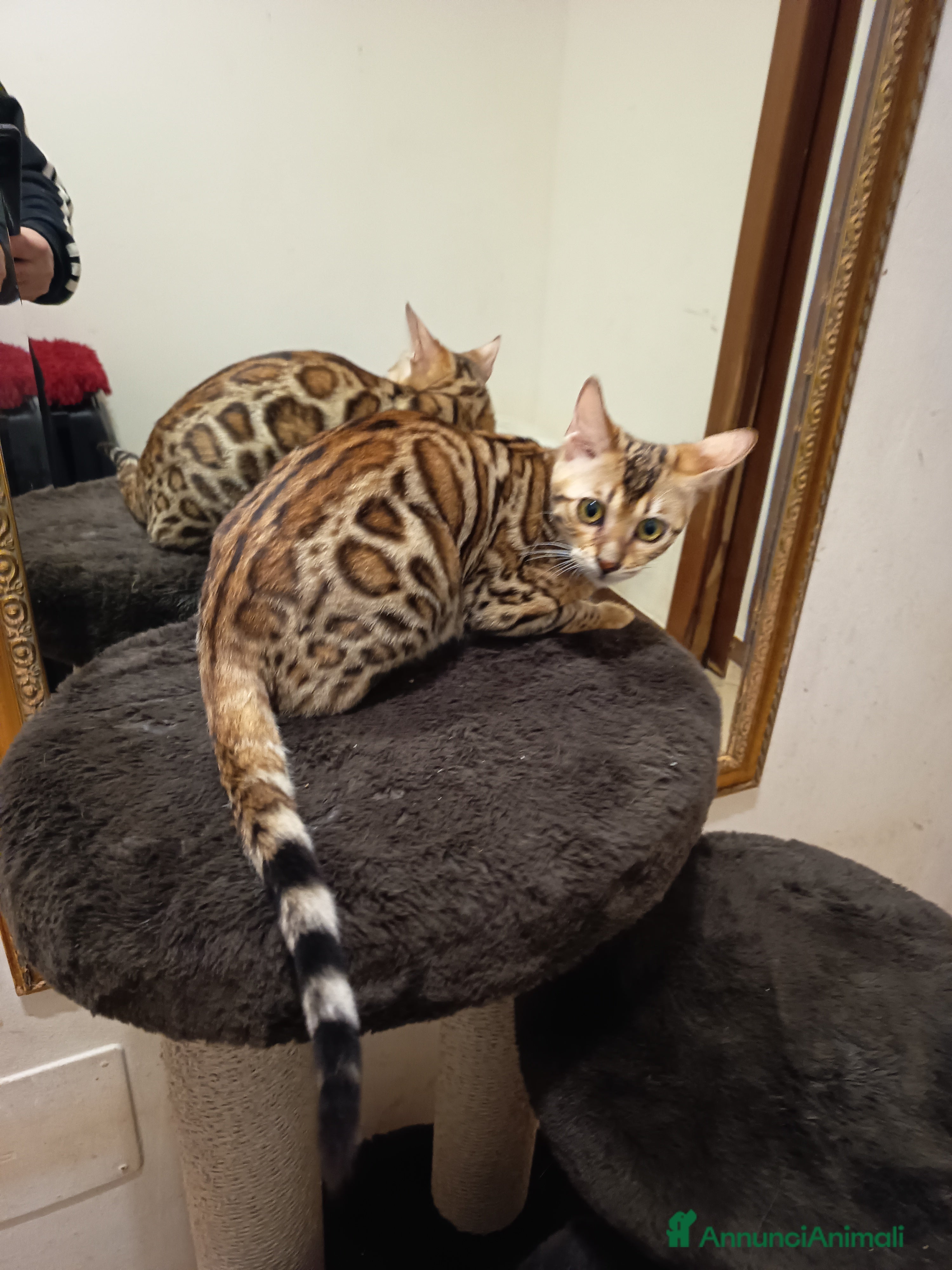 Bengala gatti dolcissima Feminuccia  - Annuncio 2