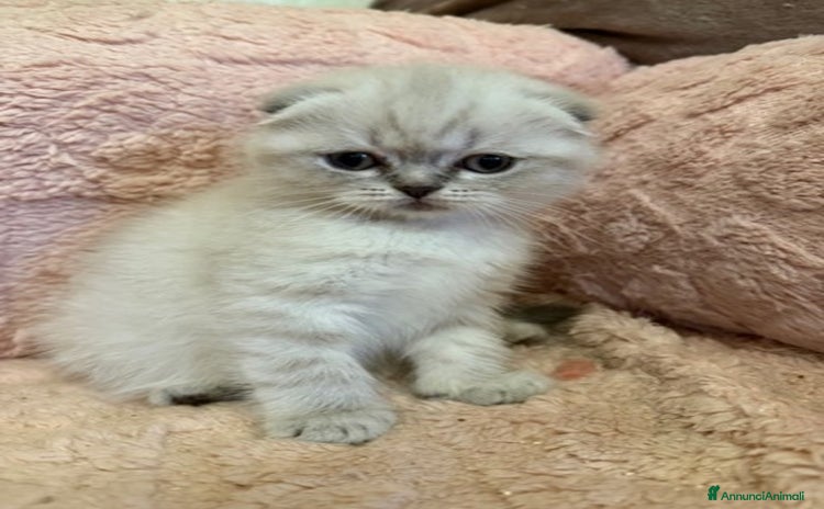 Scottish gatti a Città Metropolitana di Firenze - Annuncio 5