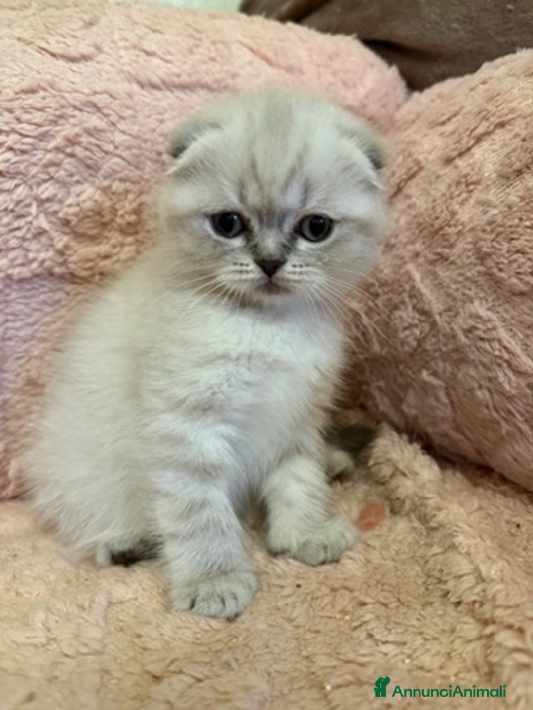 Scottish gatti in vendita: scottish  in vendita a Città Metropolitana di Firenze - Immagine 1