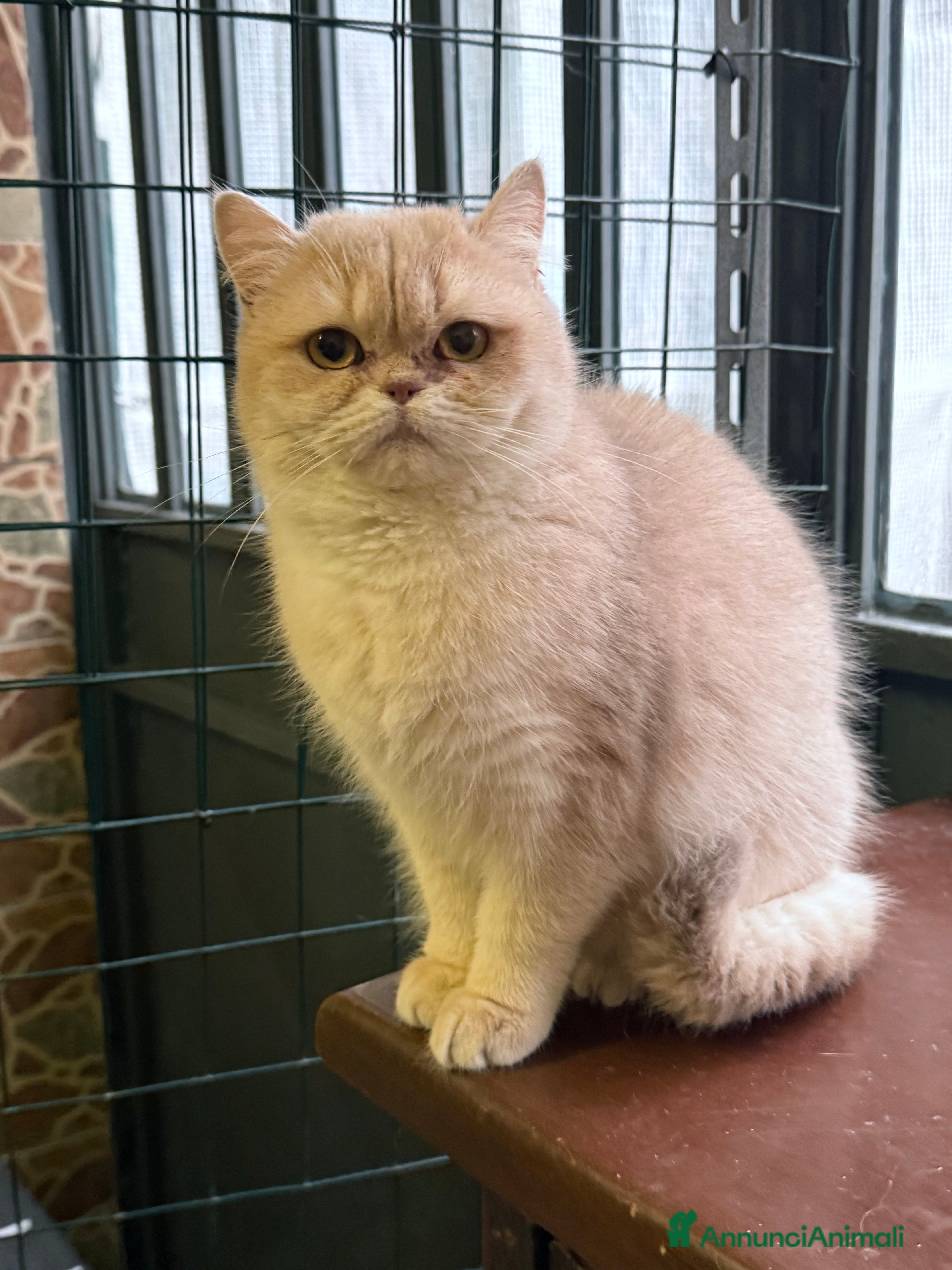 British gatti British femmina  - Annuncio 1