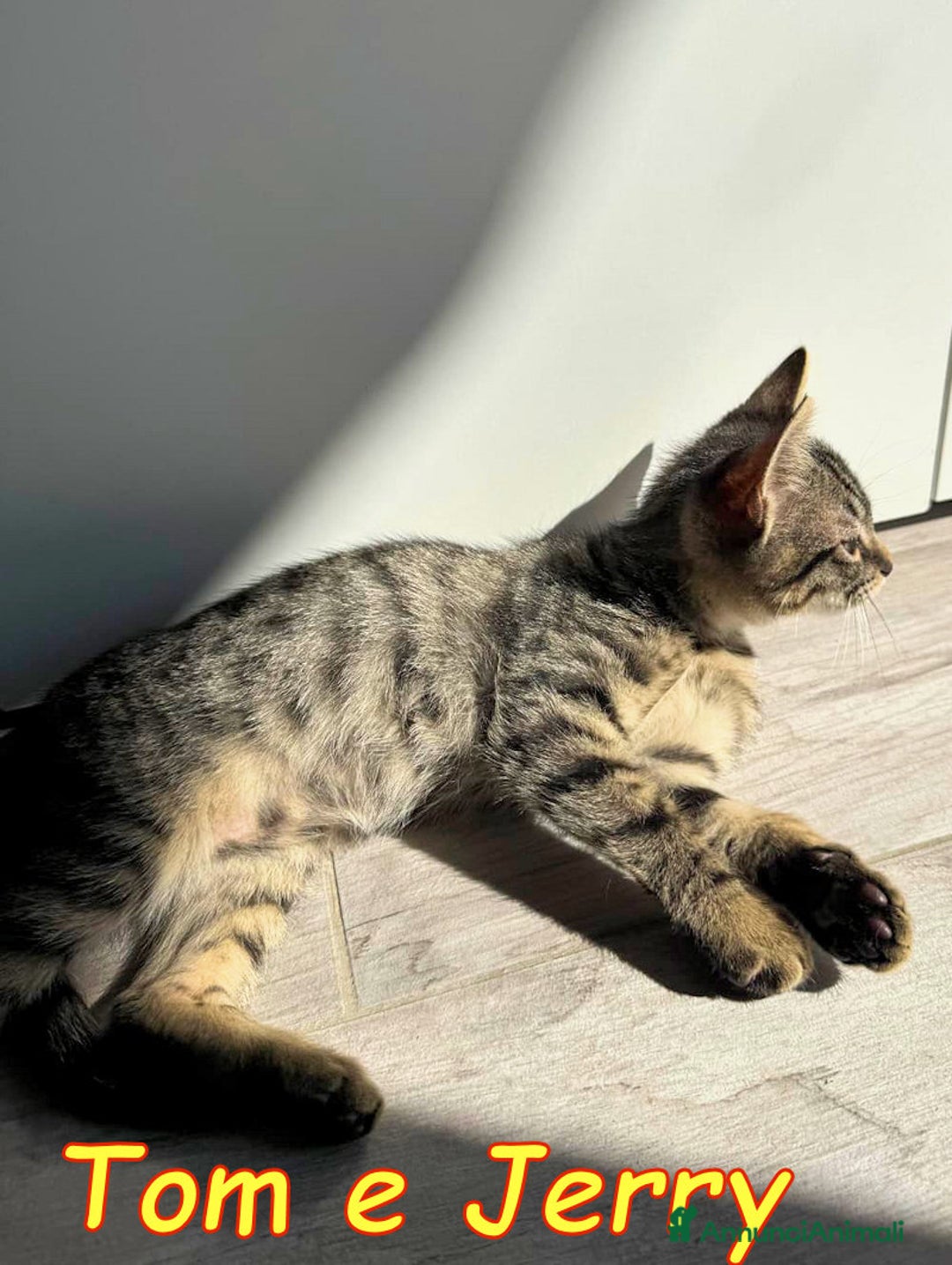 Europeo gatti in regalo: Tom e Jerry cercano casa - Annuncio 8