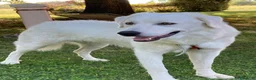Meticcio cani in regalo: REGALO Bellissima femmina simil Maremmano - Annuncio 6