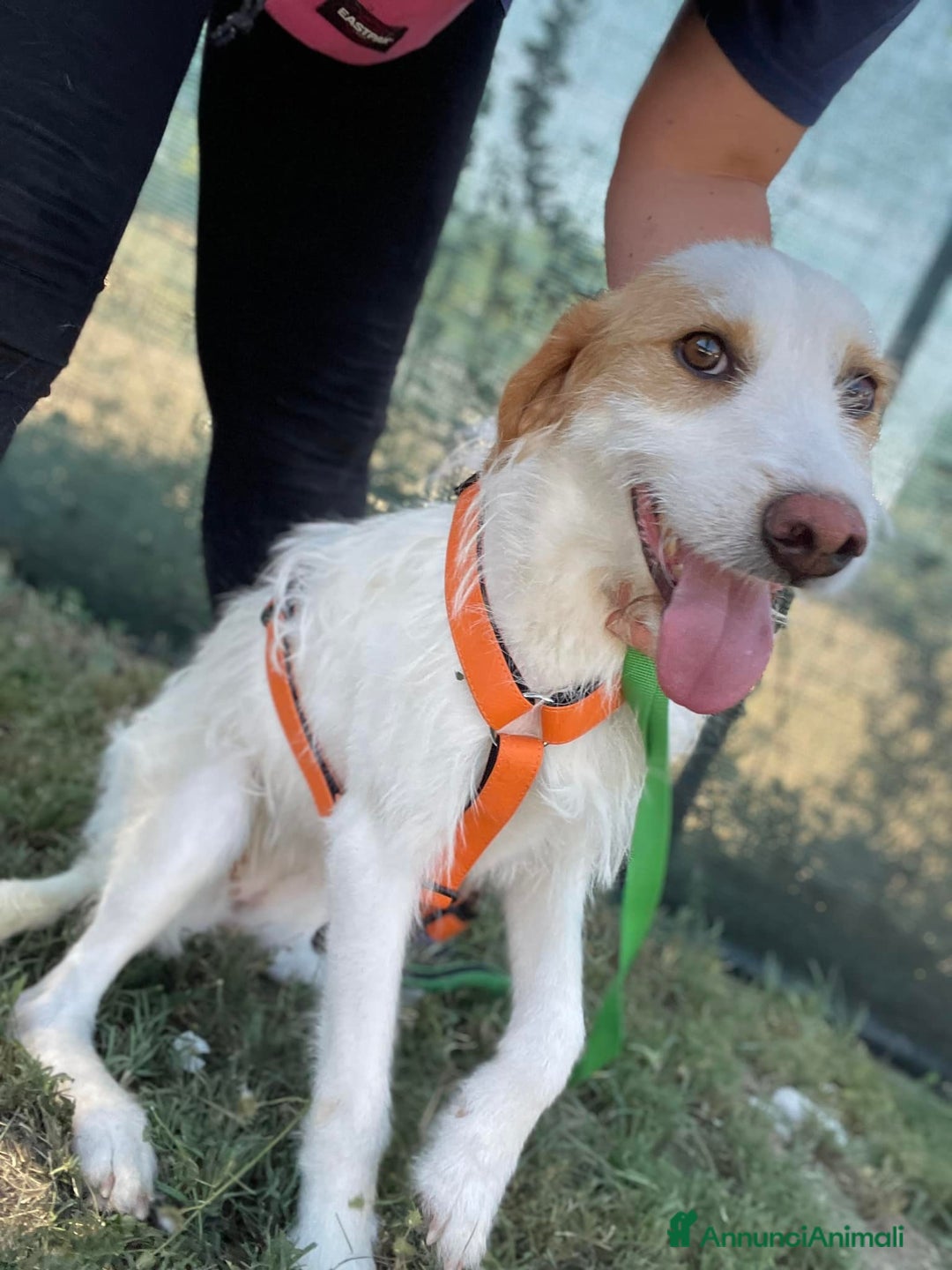 Meticcio cani in regalo: MINNIE, spinoncina speciale. - Annuncio 8