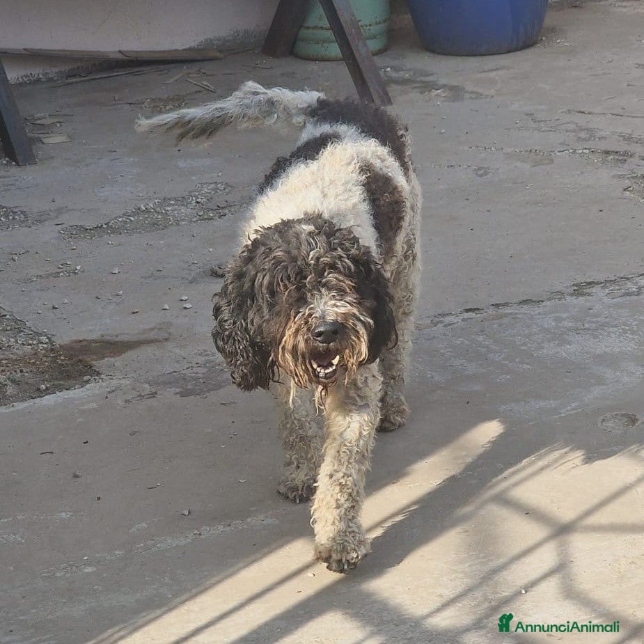 Lagotto cani THOR un lagotto strepitoso a Pomezia - Annuncio 2