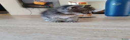 Europeo gatti in vendita: Gattina svezzata, usa la lettiera - Annuncio 7