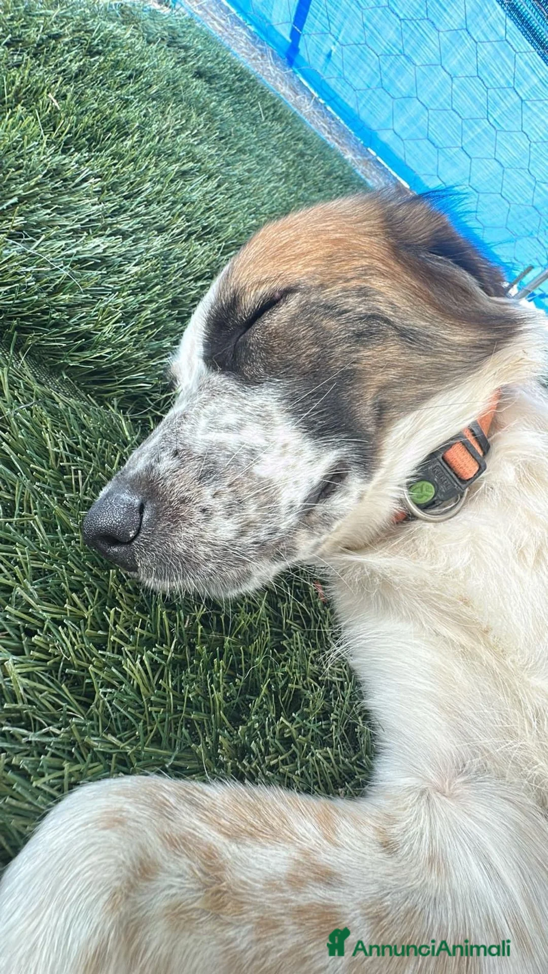 Meticcio cani in regalo:     ATENE 🩷 UNA CASA PER TORNARE A SORRIDERE a Città Metropolitana di Bologna - Annuncio 5