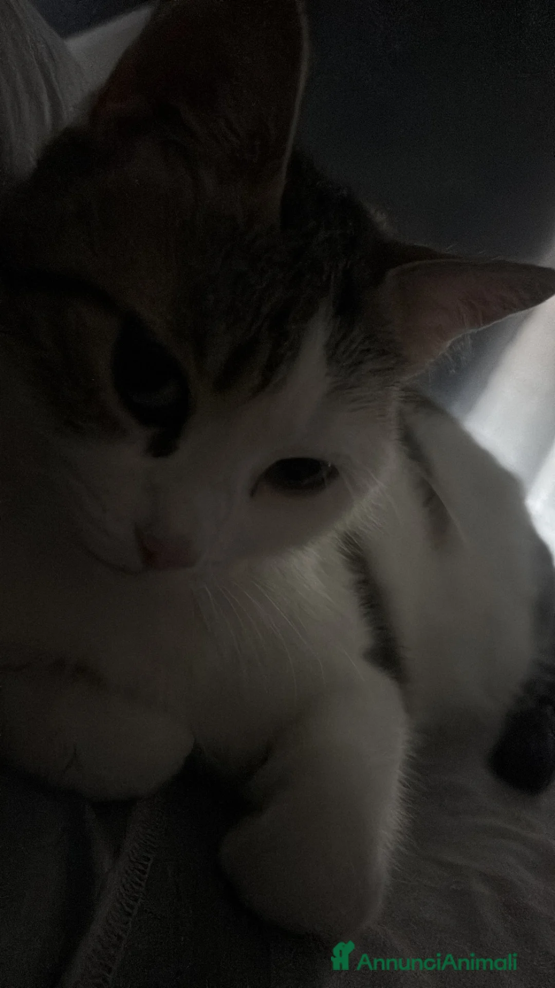 Europeo gatti in regalo: Regalo gattina a Città Metropolitana di Napoli - Annuncio 1