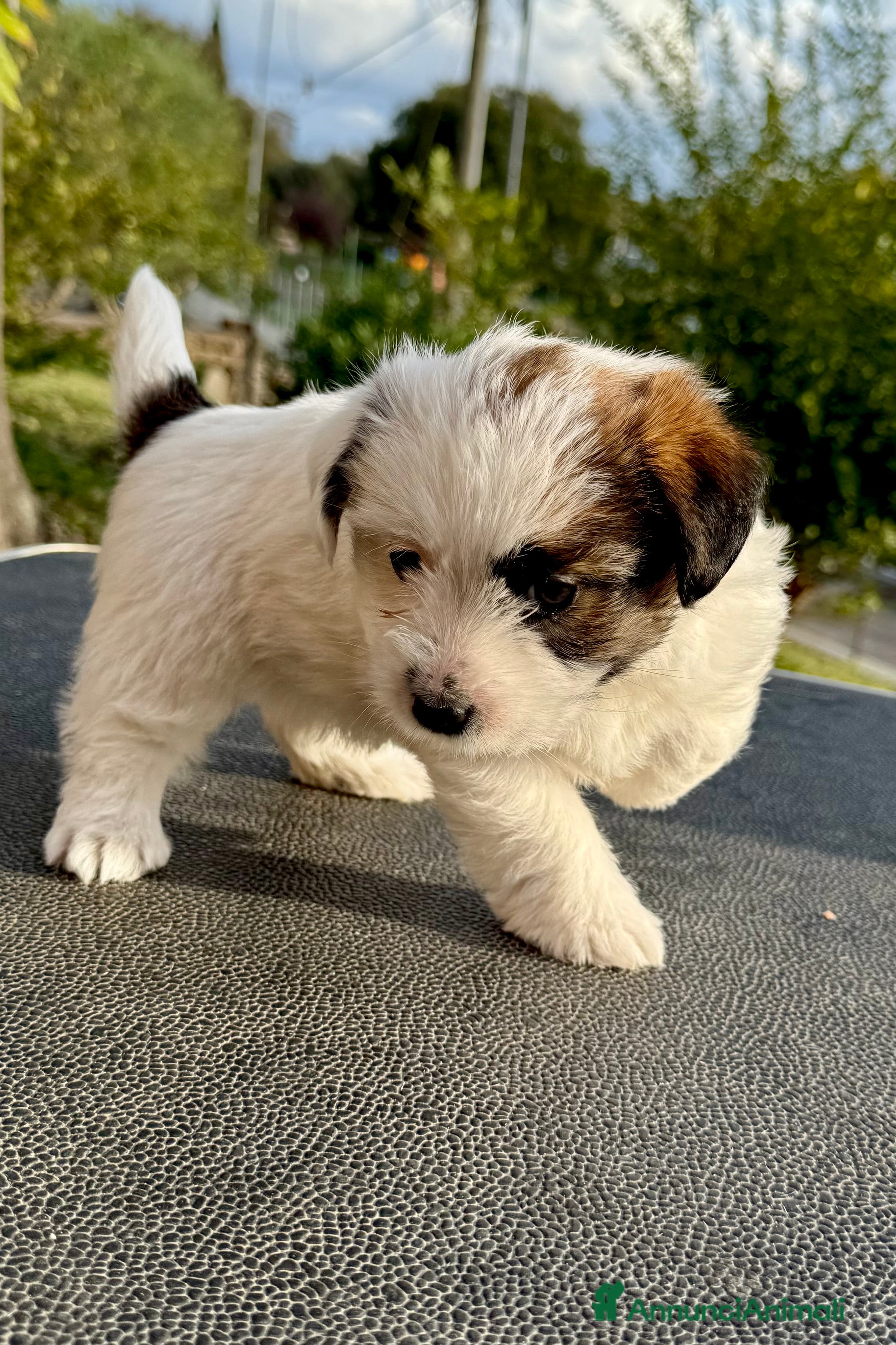 Jack Russell cani Jack Russell pelo ruvido - Annuncio 2