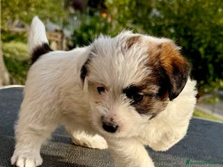 Jack Russell cani Jack Russell pelo ruvido - Annuncio 2
