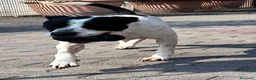 Meticcio cani in regalo: BLACK GENTILCANE - Annuncio 6