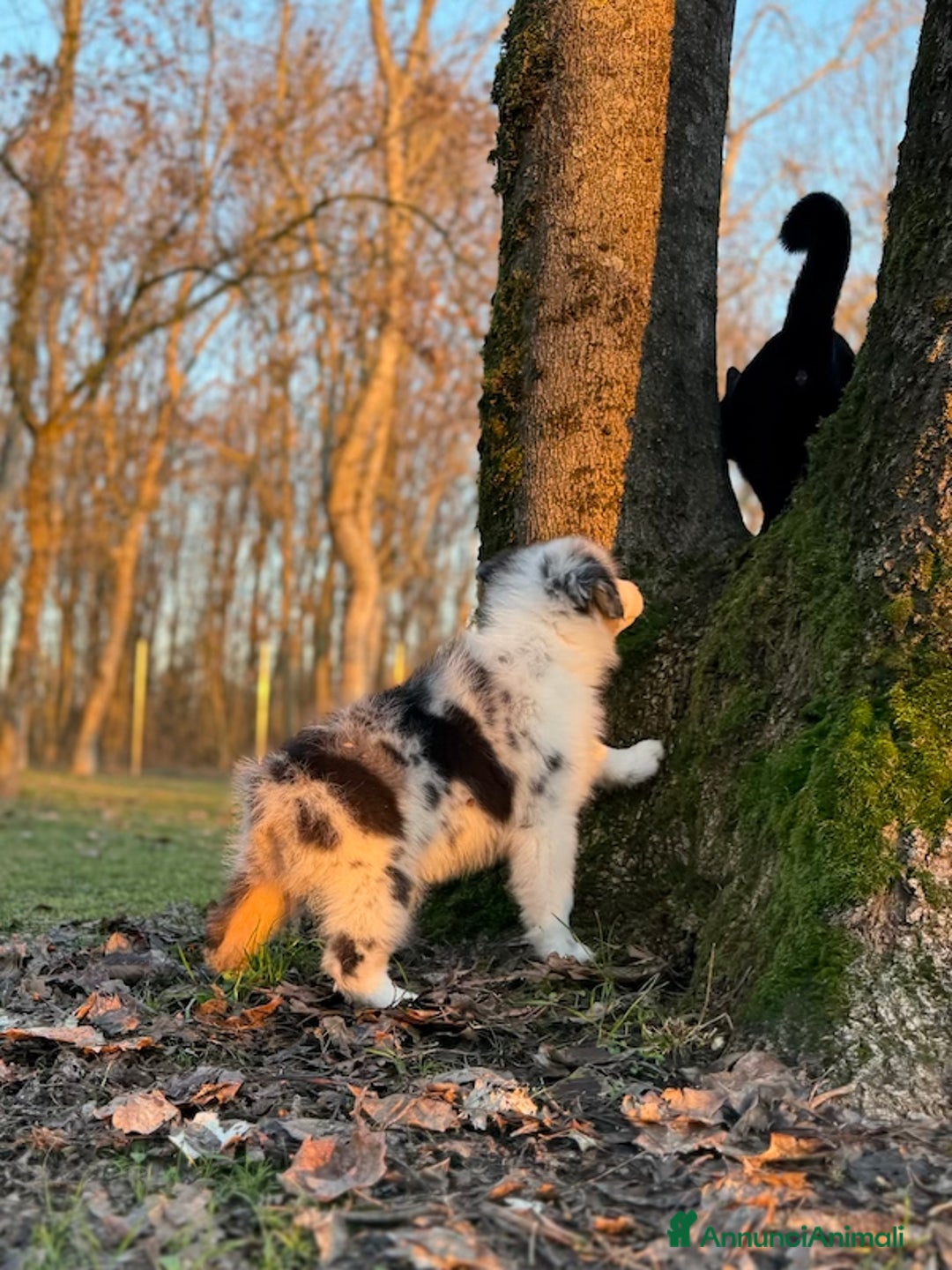 Australian Shepherd cani in vendita: Cucciolo di Australian Shepherd Blue Merle - Annuncio 2