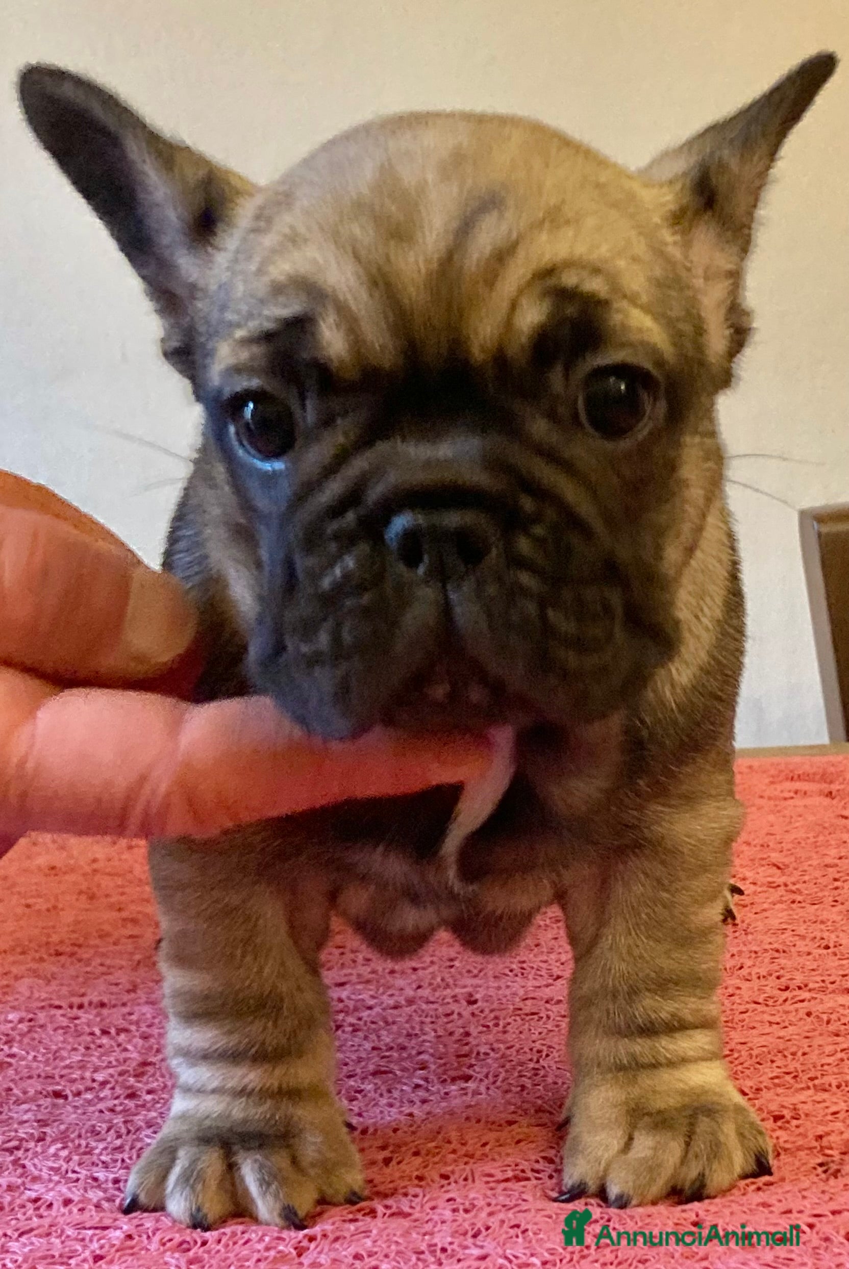 Bulldog Francese cani Bulldog francese pedigree ENCI - Annuncio 1